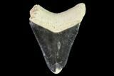 Fossil Megalodon Tooth - Florida #108394-1
